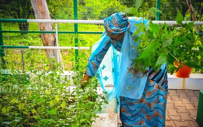 First Lady Remi Tinubu Leads By Example With Vegetable Harvest